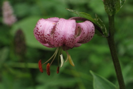 Lilium martagon Turkse lelie bestellen